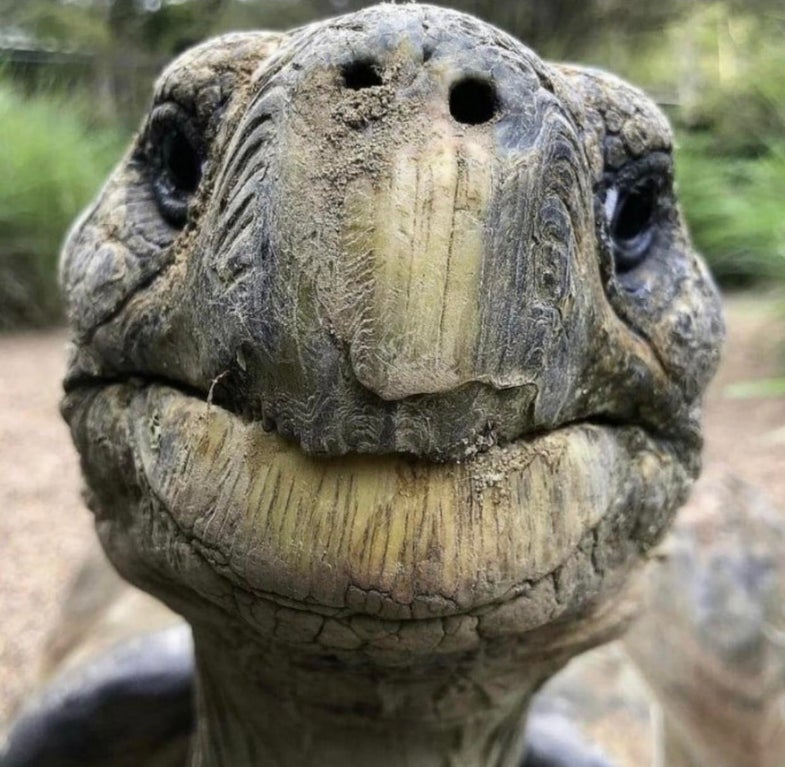 close up of old turtle faces