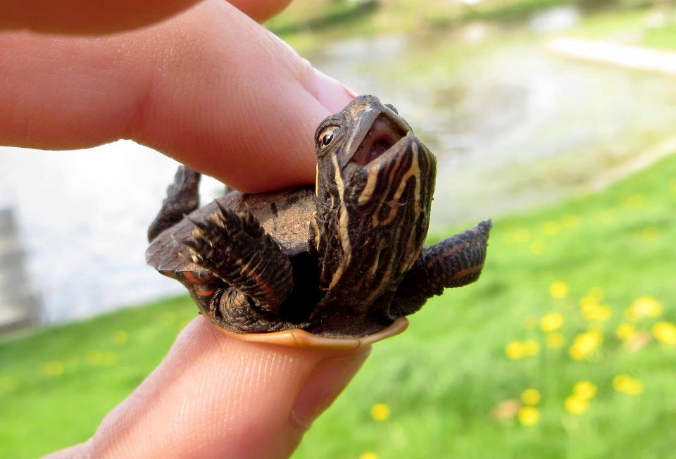 tiny turtle