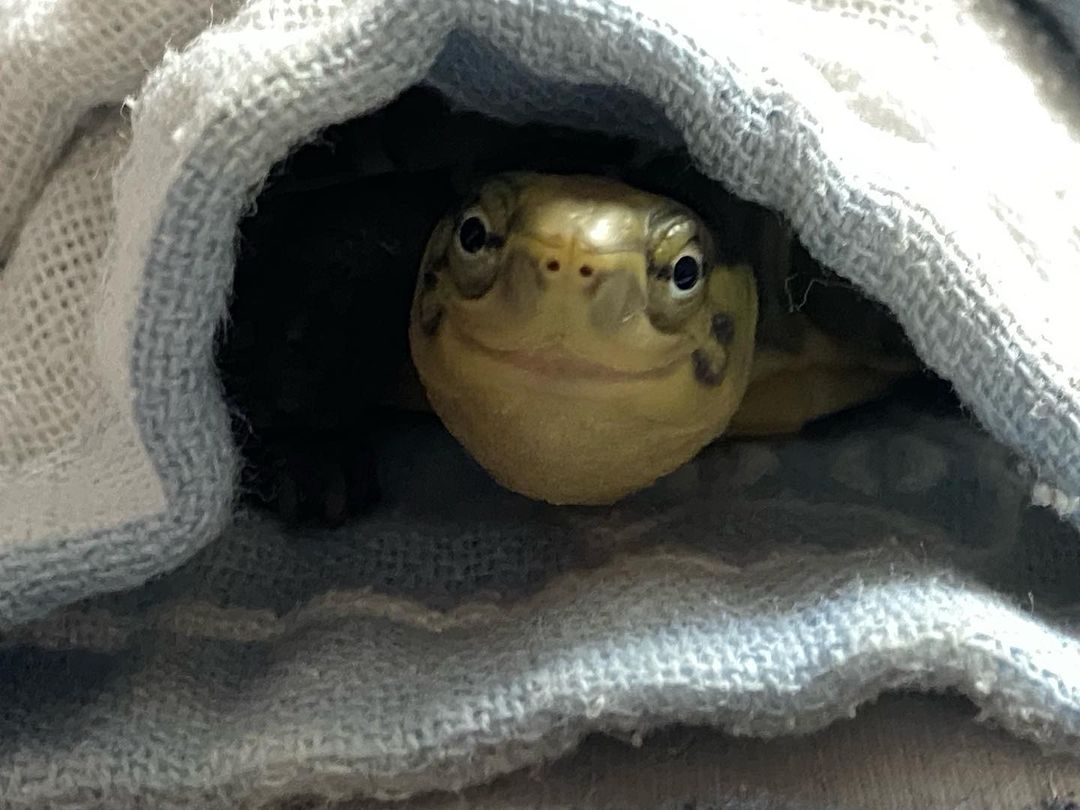 cute turtle in blanket