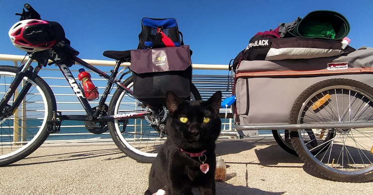 a black cat named bounty sitting in front of a bicycle with lots of equipment