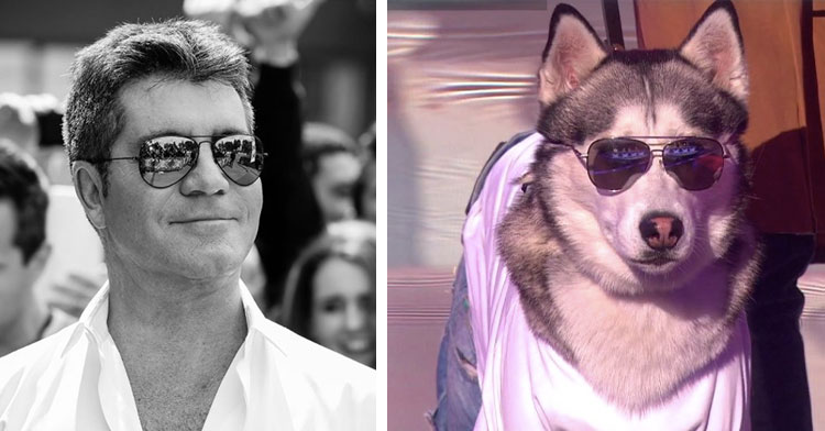 simon cowell in sunglasses next to dog in sunglasses