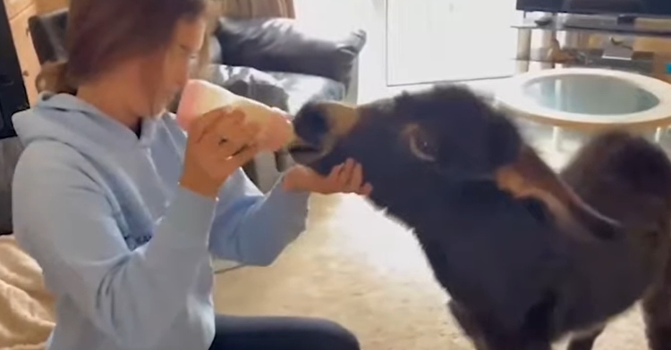 girl feeding bottle to baby donkey