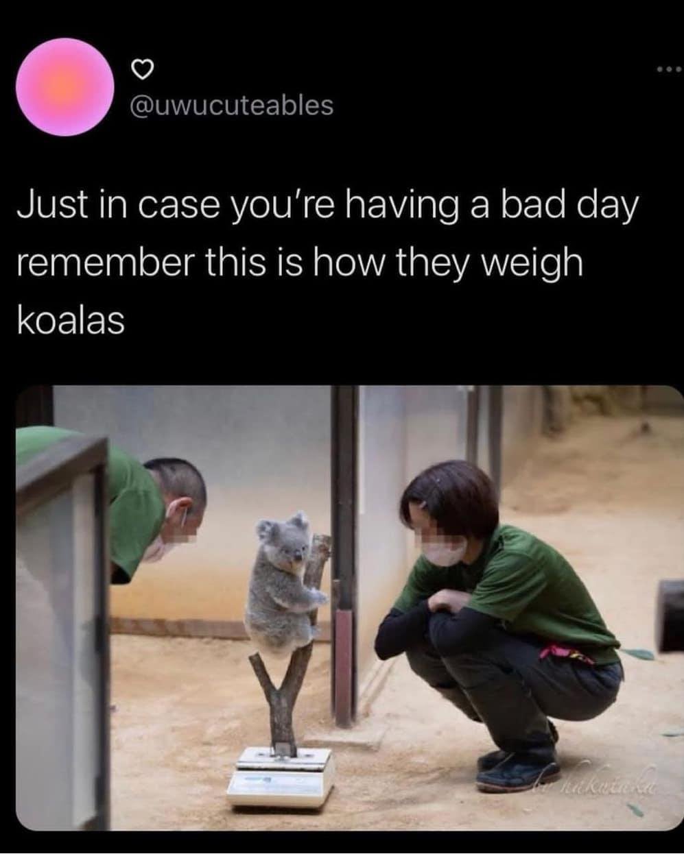 screenshot of a tweet from twitter user @uwucuteables that includes a photo of two people, whose faces are blurred out, weighing a koala with a caption that reads 