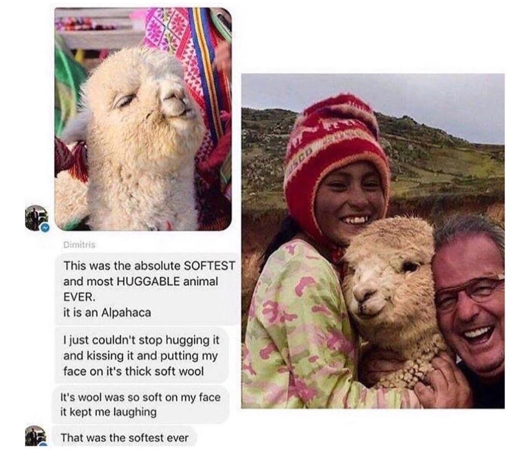 a collage featuring a photo of an alpaca, a man and a little girl posing with an alpaca, and a screenshot of texts from the same man sharing his excitement over petting an alpaca. the texts read 