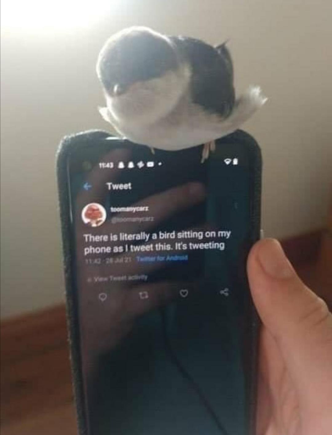 closeup of someone holding their phone that has a bird sitting on it and the screen is showing a tweet that says 