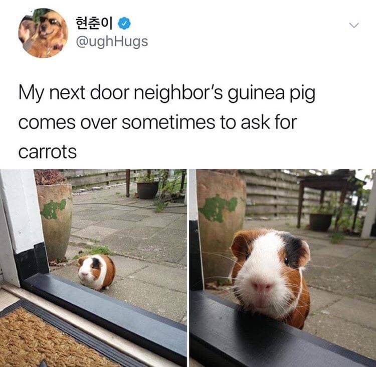 screenshot of a tweet from twitter user @ughhugs that includes two photos of their neighbor's guinea pig captioned 