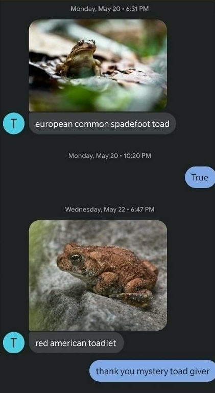 screenshot of a conversation over text where someone is sending photos of toads the texts read "european common spadefoot toad," "true," "red american toadlet," and "thank you mystery toad giver."