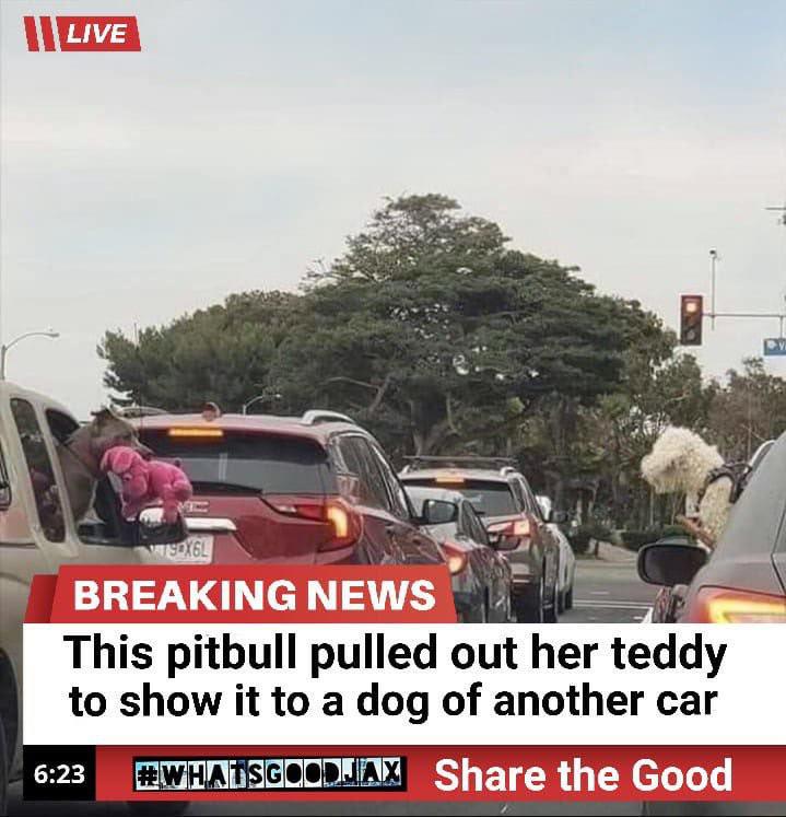 a dog with a stuffed animal in their mouth sticking their head out of the car window to show it off to the dog in the car across from it with text that reads "This pitbull pulled out her teddy too show it to a dog of another car."