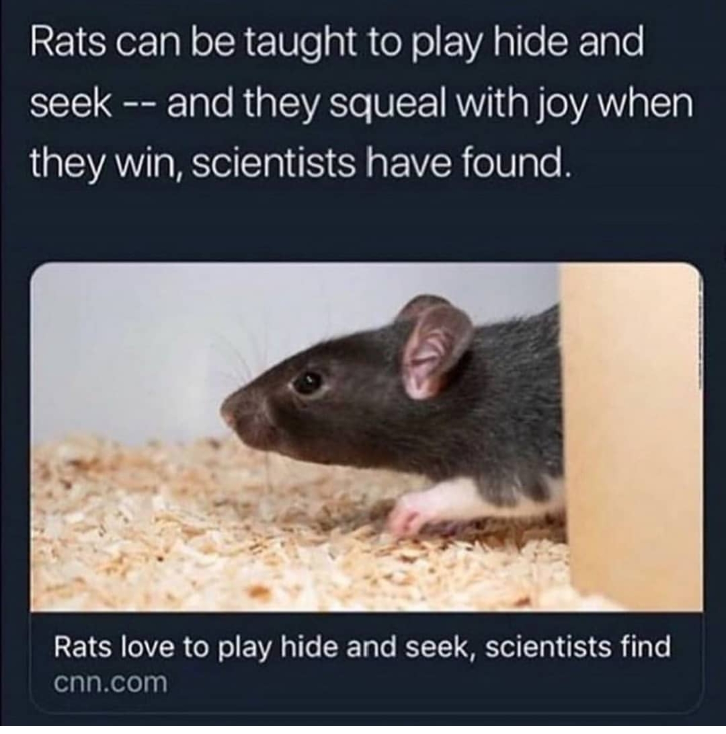 screenshot sharing that cnn wrote an article titled "rats love to play hide and seek, scientists find" and "they squeal with joy when they win, scientists have found."