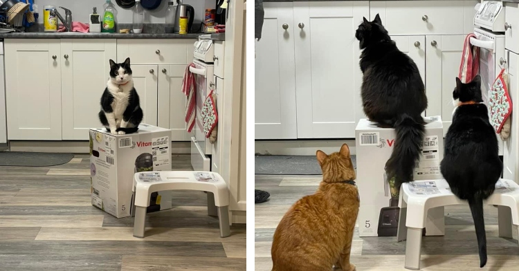 cats guarding Vitamix mixer