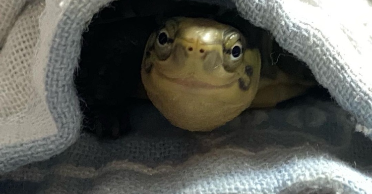 cute turtle in blanket