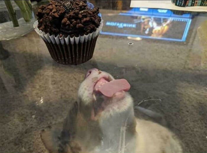 a dog licking a clear table from below because there's a chocolate cupcake on top