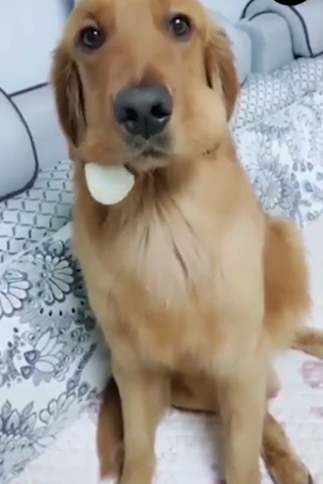 a large golden retriever holding two eggs in his mouth with one falling out