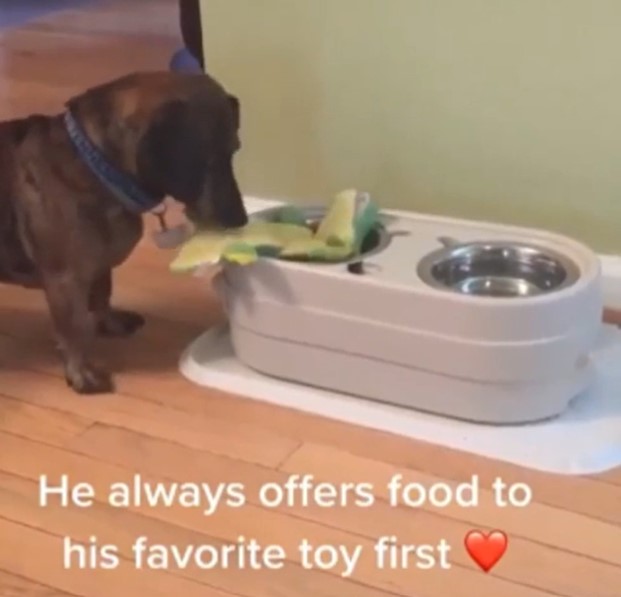 a small dog placing his toy in his water bowl along with the caption "he always offers food to his favorite toy first"