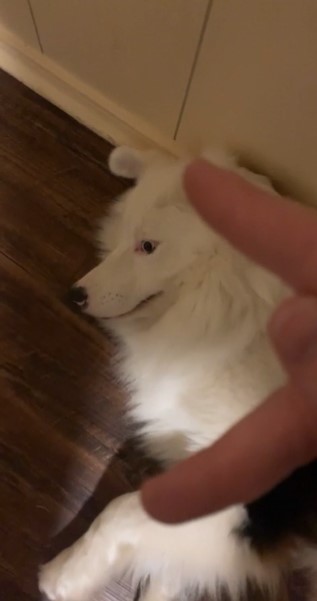 large white dog avoiding looking at their owner as he lay on the ground and the owner uses sign language to communicate with them