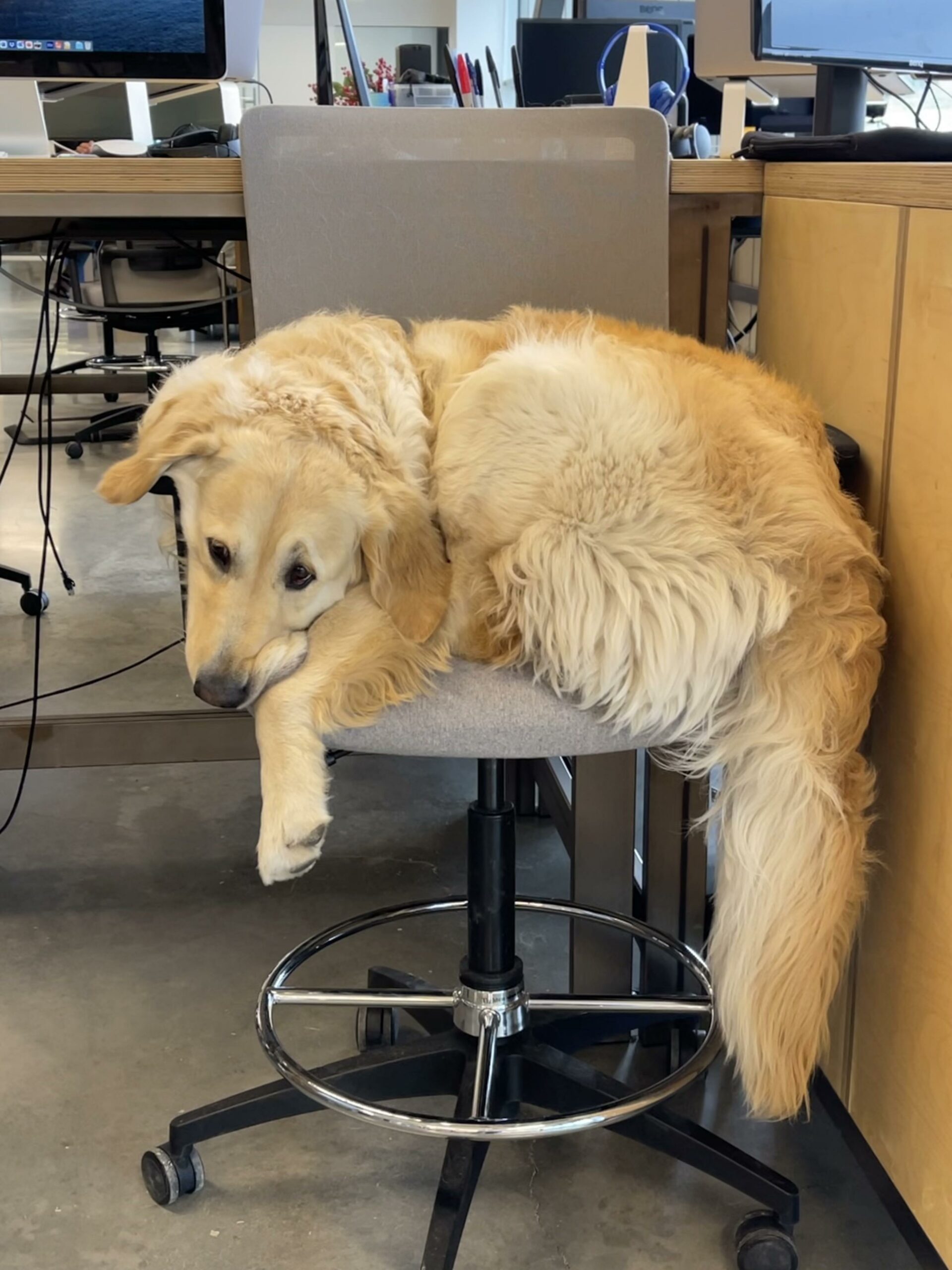 a large golden retriever squeezed into an office chair that is not his size