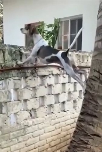 a large dog using two walls to climb in order to see over one of the walls and over into his neighbor's yard