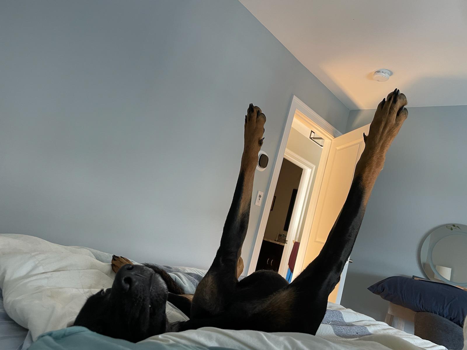 a large dog laying on a bed on his back with his front two legs raised in the air