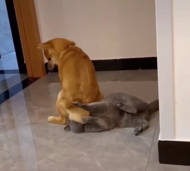 a medium sized dog sitting on the face of a grey cat who is laying on the floor