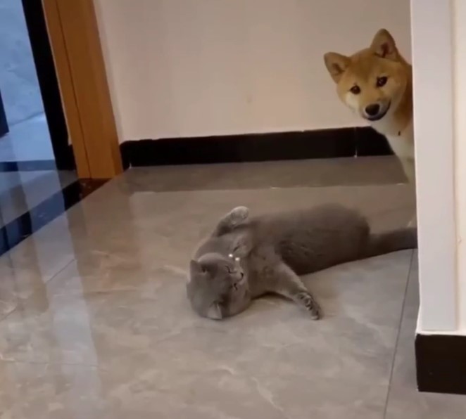 a dog looking around a corner as a grey cat lays on the ground nearby and looks up at the dog