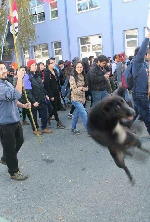 a medium sized black dog mid-air from jumping in the midst of a large crowd of people walking