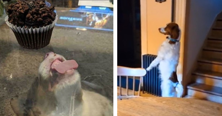 a dog licking a clear table from below because there's a chocolate cupcake on top and a large white and brown dog walking upright on its hind legs