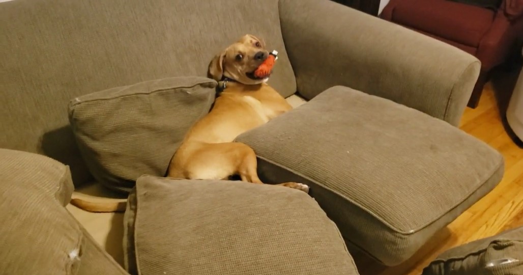 a large brown dog looking up as he sits on a couch whose cushions he's almost removed entirely
