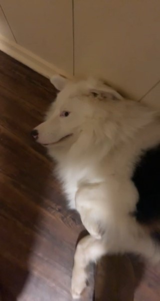 large white dog laying on the floor and looking up out of the corner of his eye