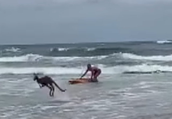 kangaroo bounds away from his rescuer