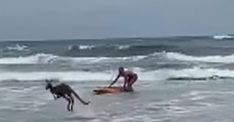 lifeguard rescues kangaroo from ocean
