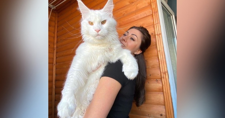 a woman named yuliya minina struggling to hold her large maine coon cat named kefir