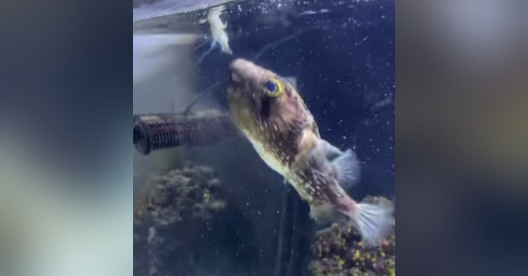 a 5-year-old porcupine pufferfish named goldie eating food being held in her tank for her