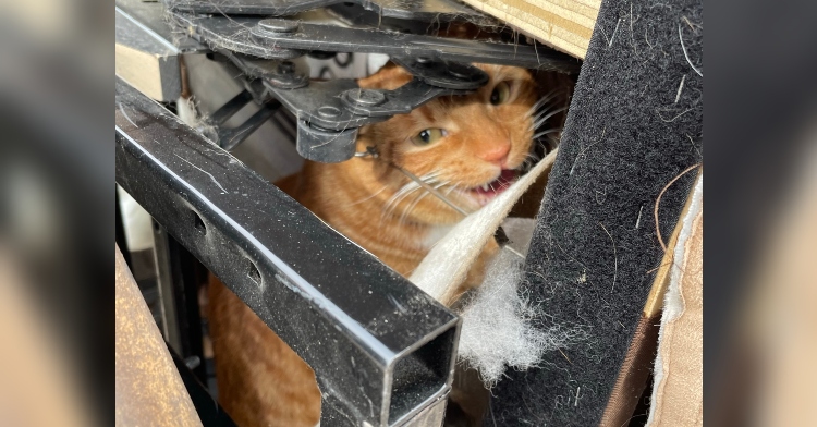 an orange cat named montequlla hissing from inside of a large, light brown recliner that she crawled inside of
