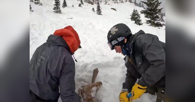 skiers save dog from avalanche
