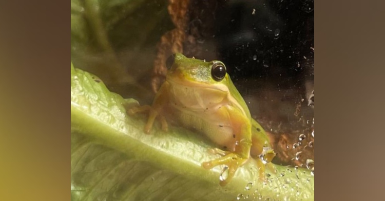 a tiny tree frog named tony resting on a piece of lettuce inside of a cage