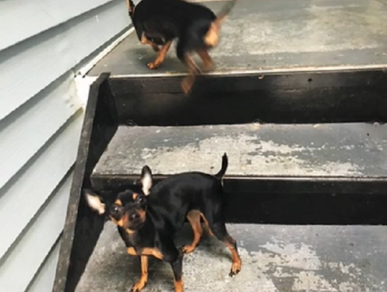 two different chihuahuas standing on stairs outside who look identical 