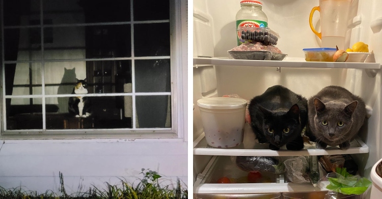a black, white, and orange cat siting on a table in a dark room as they ominously stare out of the window and a black cat and a grey cat looking as though they're ready to pounce as they sit side by side on a shelf in a refrigerator