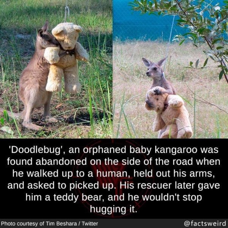 two photos of an orphaned kangaroo named doodlebug holding a stuffed teddy bear along with a fact about him edited on to the images which was done by instagram user @factsweird. the image says 