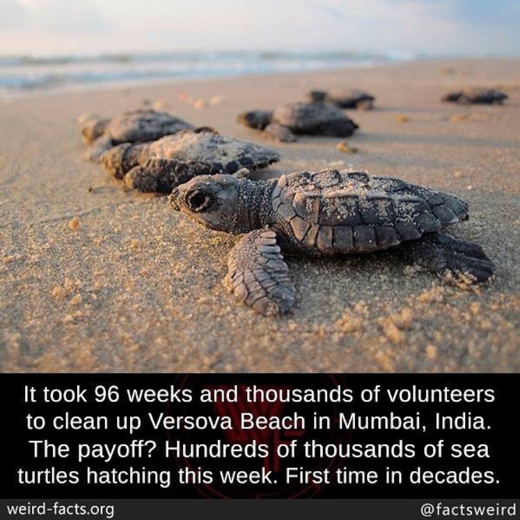 image of baby turtles on versova beach in mumbai, india with a fact edited onto it by @factsweird on instagram. it says "It took 96 weeks and thousands of volunteers to clean up Versova Beach in Mumbai, India. The payoff? Hundreds of thousands of sea turtles hatching this week. First time in decades."