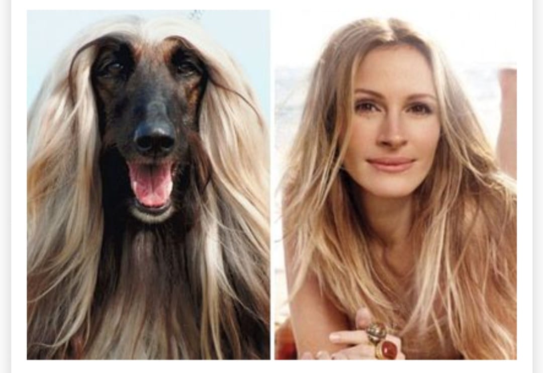a photo of a long haired dog who resembles julia roberts next to a photo of julia roberts