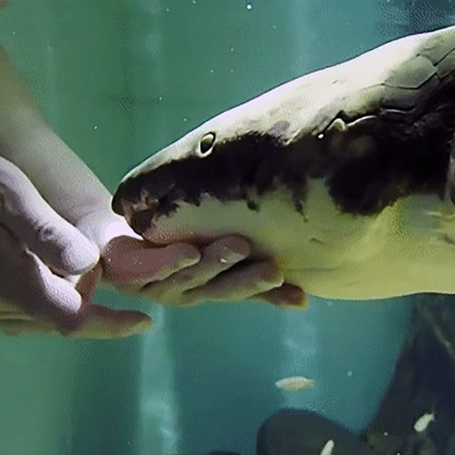 Methuselah lungfish