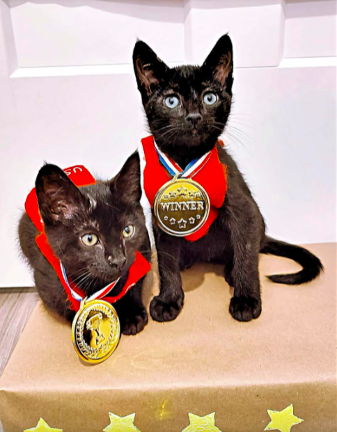 black kittens with gold winner medals around their necks