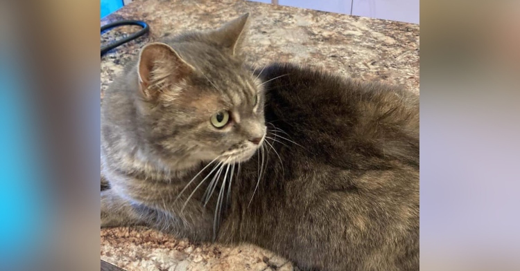 a grey tabby named ashes laying on a kitchen counter and looking in the distance