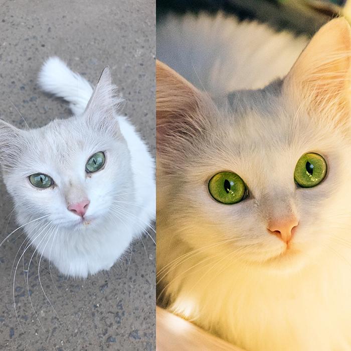 before and after of a white cat with piercing eyes one month after she was rescued from the street
