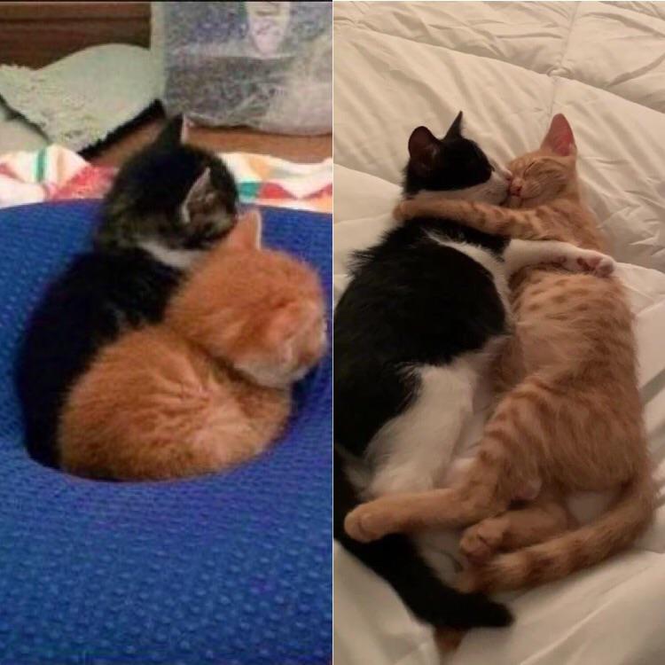 a photo of a tiny black and white kitten snuggling next to an equally tiny orange kitten and a photo of those kitten years later, now adults, cuddling with their arms around each other