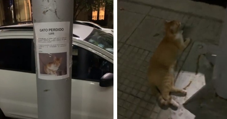 utility pole in buenos aries with a poster of a missing orange and white cat named luis on it and an orange and white cat named luis laying on the ground next to that same utility pole