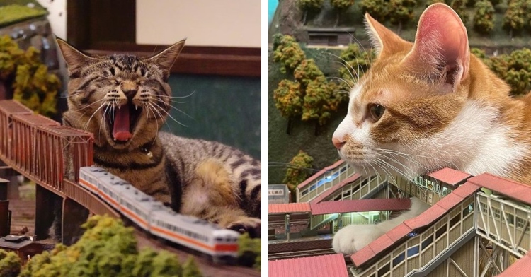 a cat yawning as it lays next to a miniature train on an elevated track and closeup of an orange and white cat resting its head on a miniature walkway