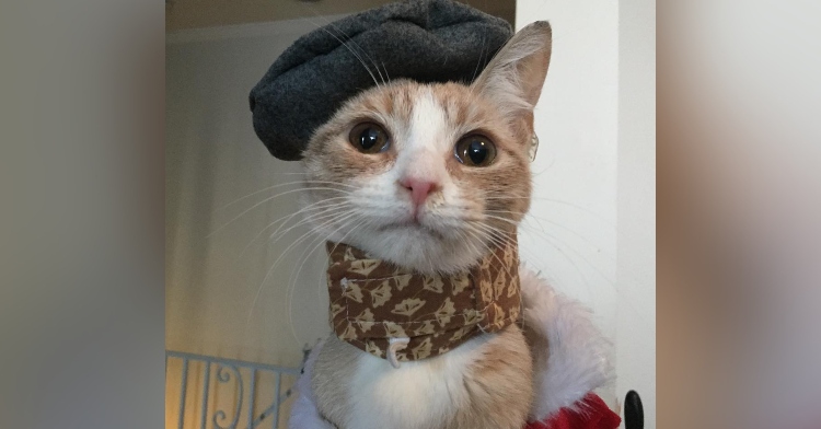 closeup of an orange and white tabby who is wearing cloth around his neck and a small, dark gray beret on his head