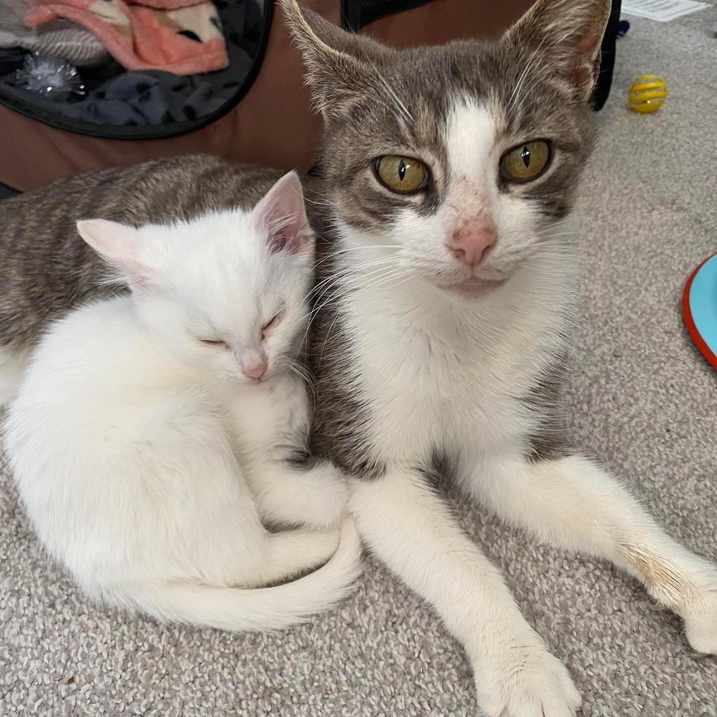 Meet Coco And Chanel, The Adorably Inseparable Mother-Daughter Cat Duo. –  InspireMore