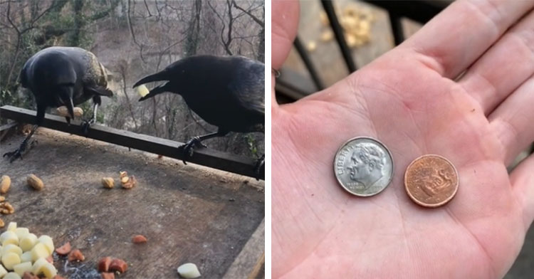 two crows eating next to hand holding coins